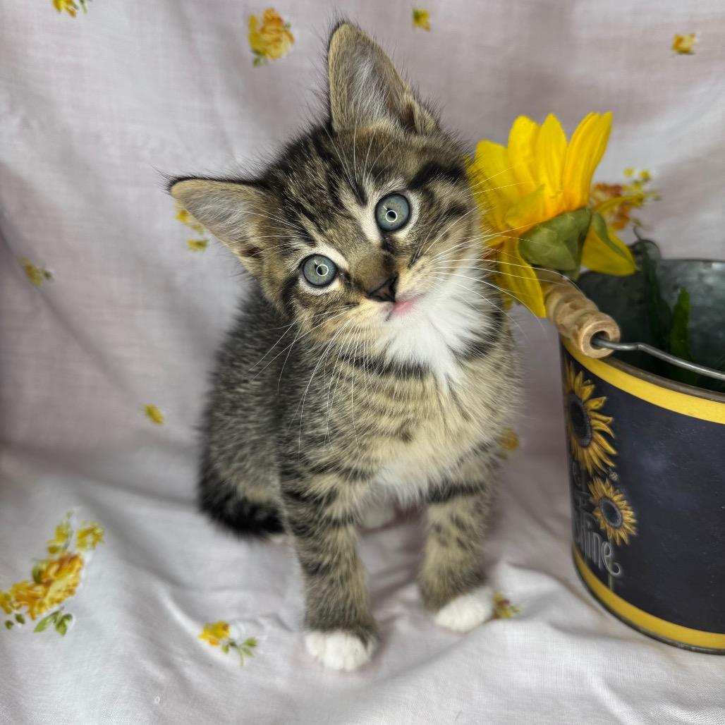 Enlarge Nyx, a Adoptable Domestic Short Hair in Mount Vernon, IL image 4/6