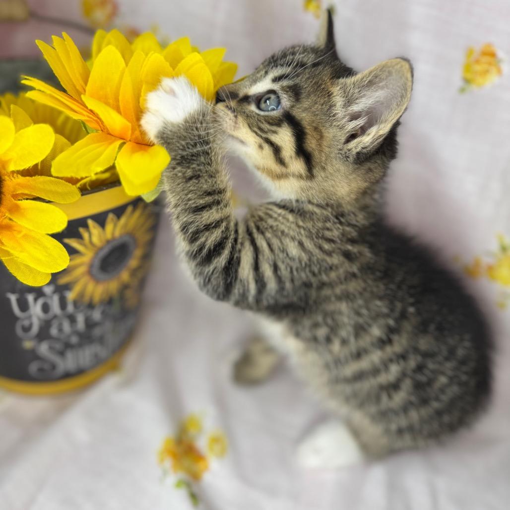 Enlarge Nyx, a Adoptable Domestic Short Hair in Mount Vernon, IL image 5/6