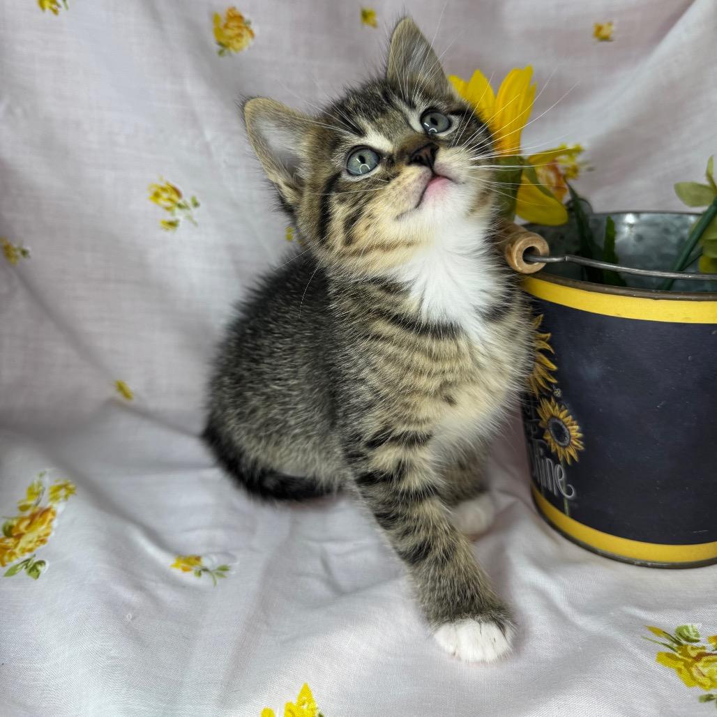 Enlarge Nyx, a Adoptable Domestic Short Hair in Mount Vernon, IL image 6/6