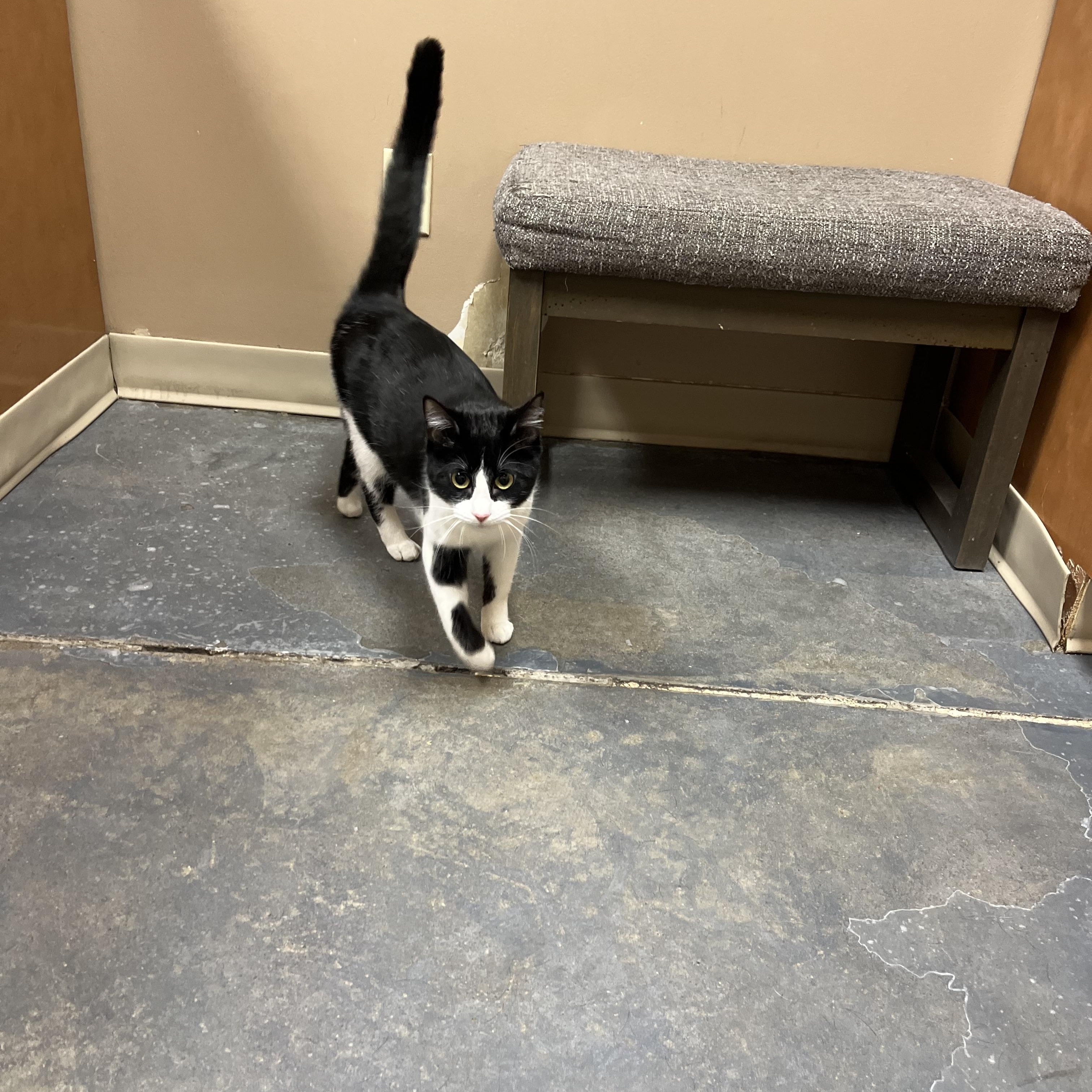 Enlarge Josie Geller, a ADOPTABLE mixed breed in Omaha, NE image 5/6