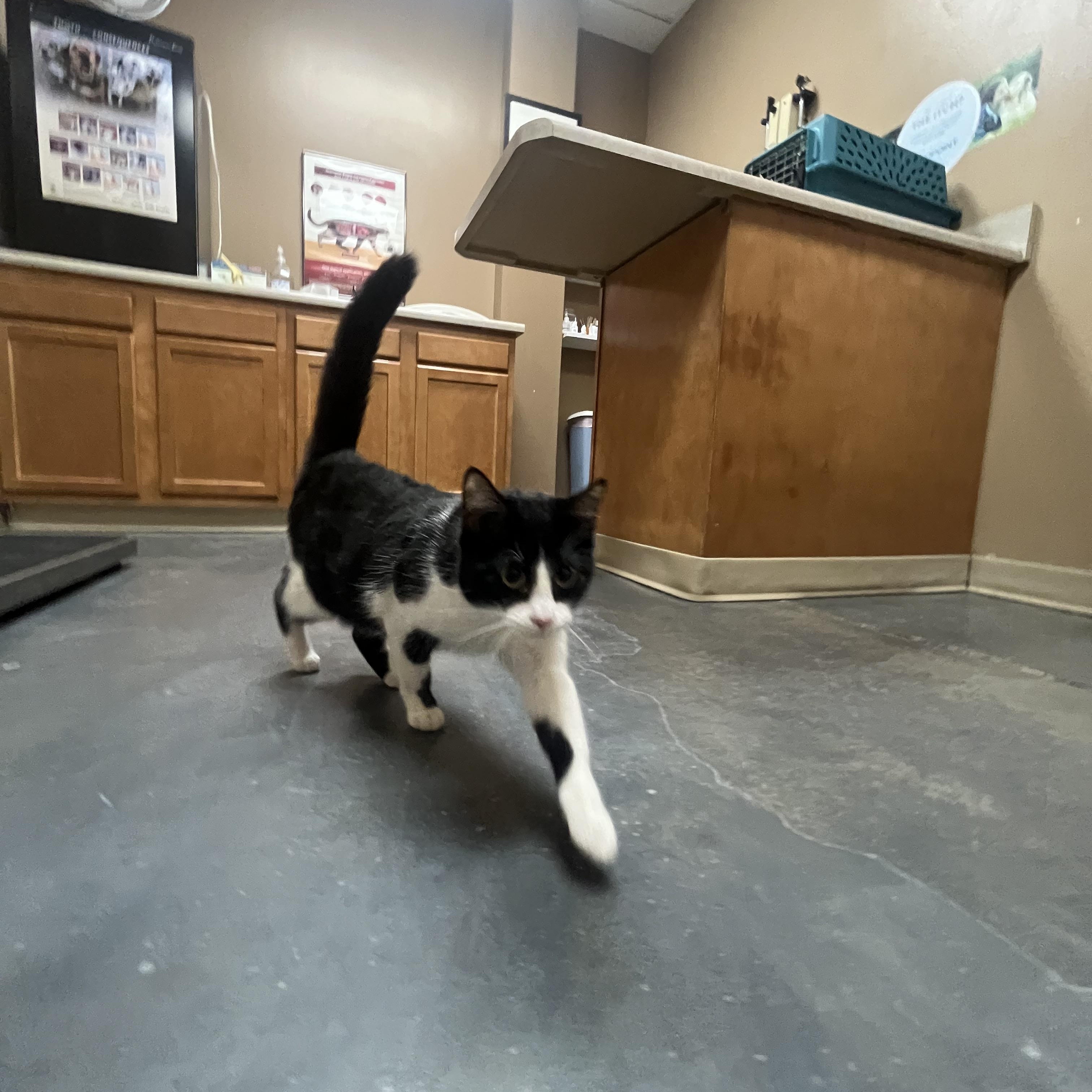 Enlarge Josie Geller, a ADOPTABLE mixed breed in Omaha, NE image 6/6