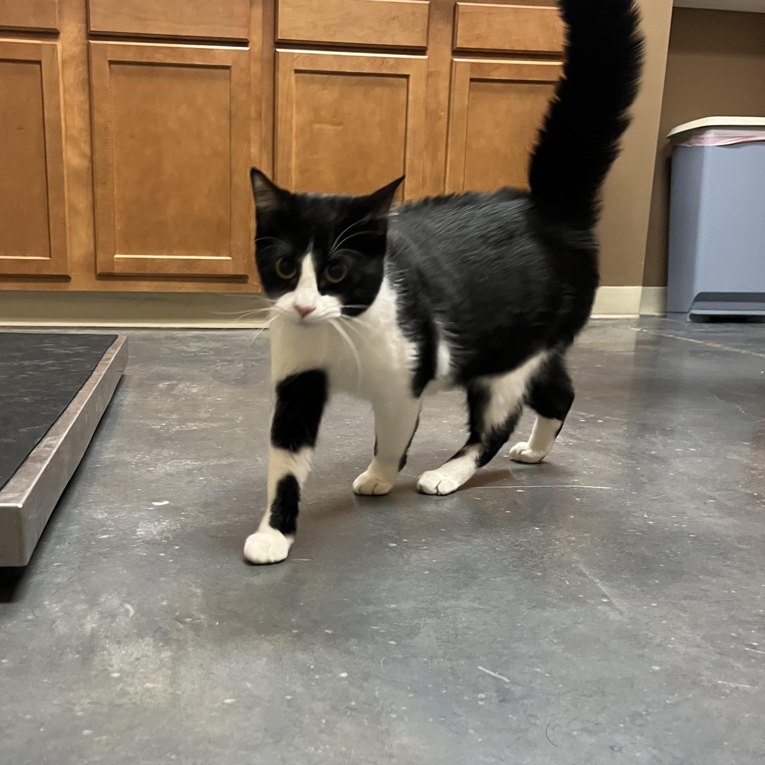 Enlarge Josie Geller, a ADOPTABLE mixed breed in Omaha, NE image 2/6