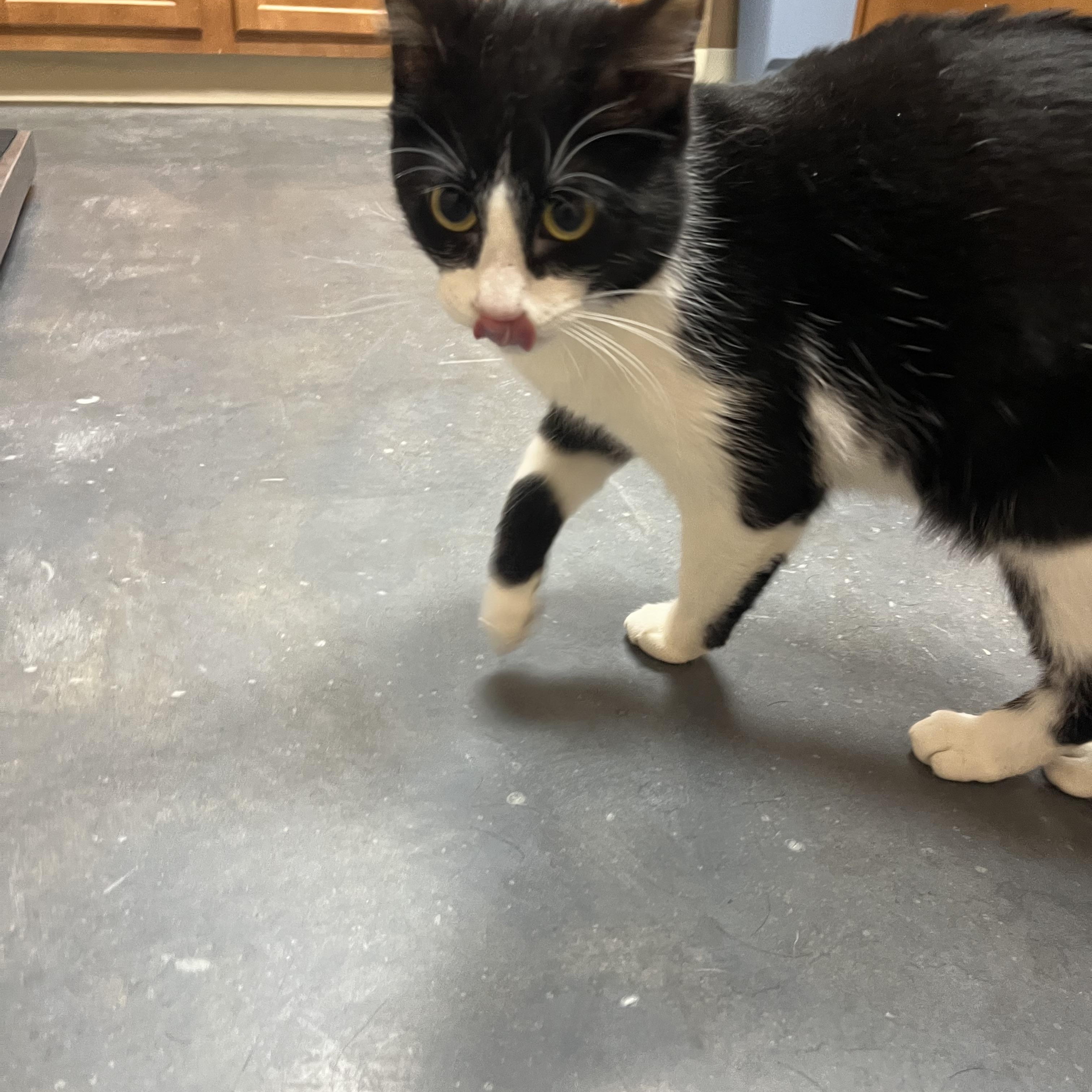 Enlarge Josie Geller, a ADOPTABLE mixed breed in Omaha, NE image 4/6