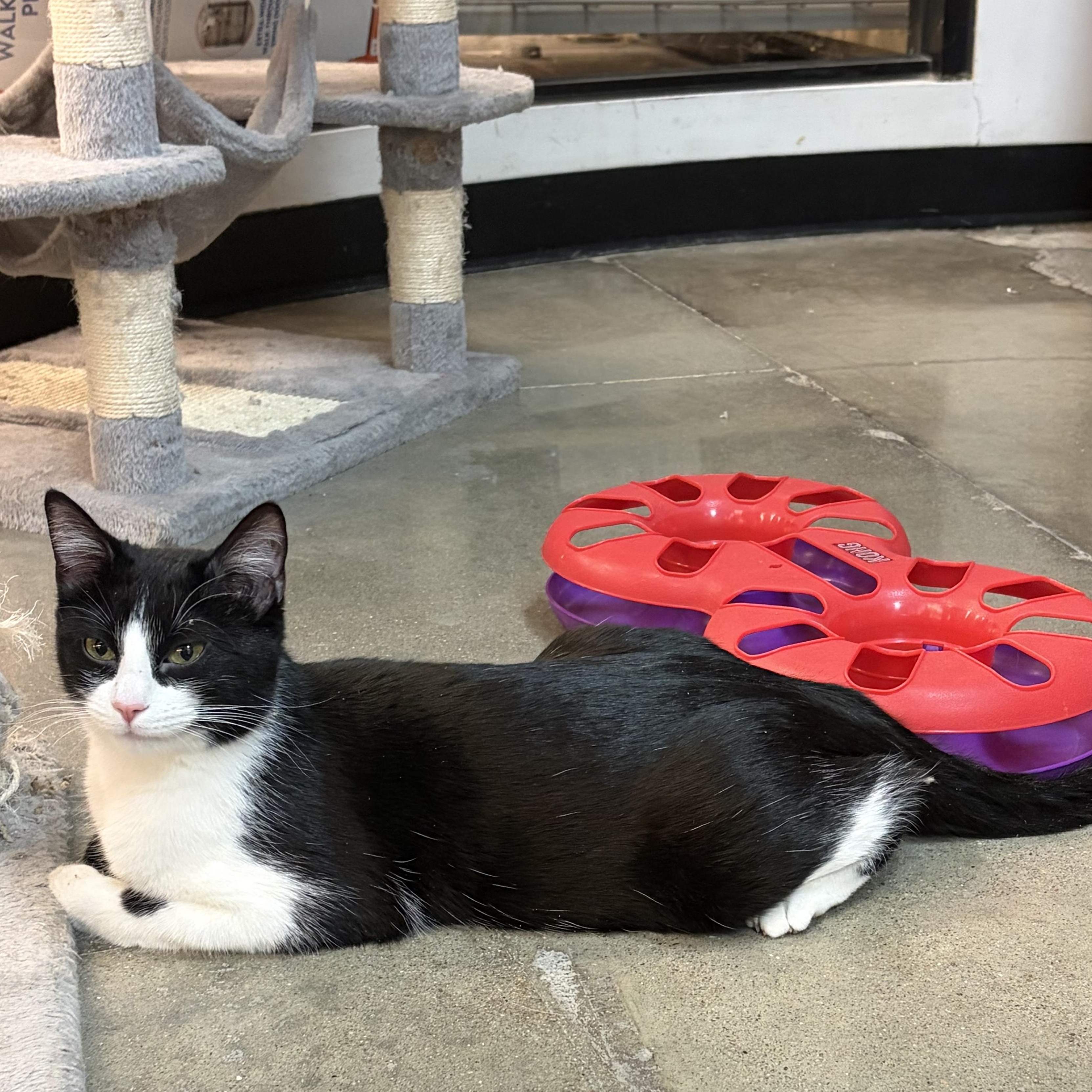 Josie Geller, ADOPTABLE, Young Female Domestic Short Hair & Tuxedo.