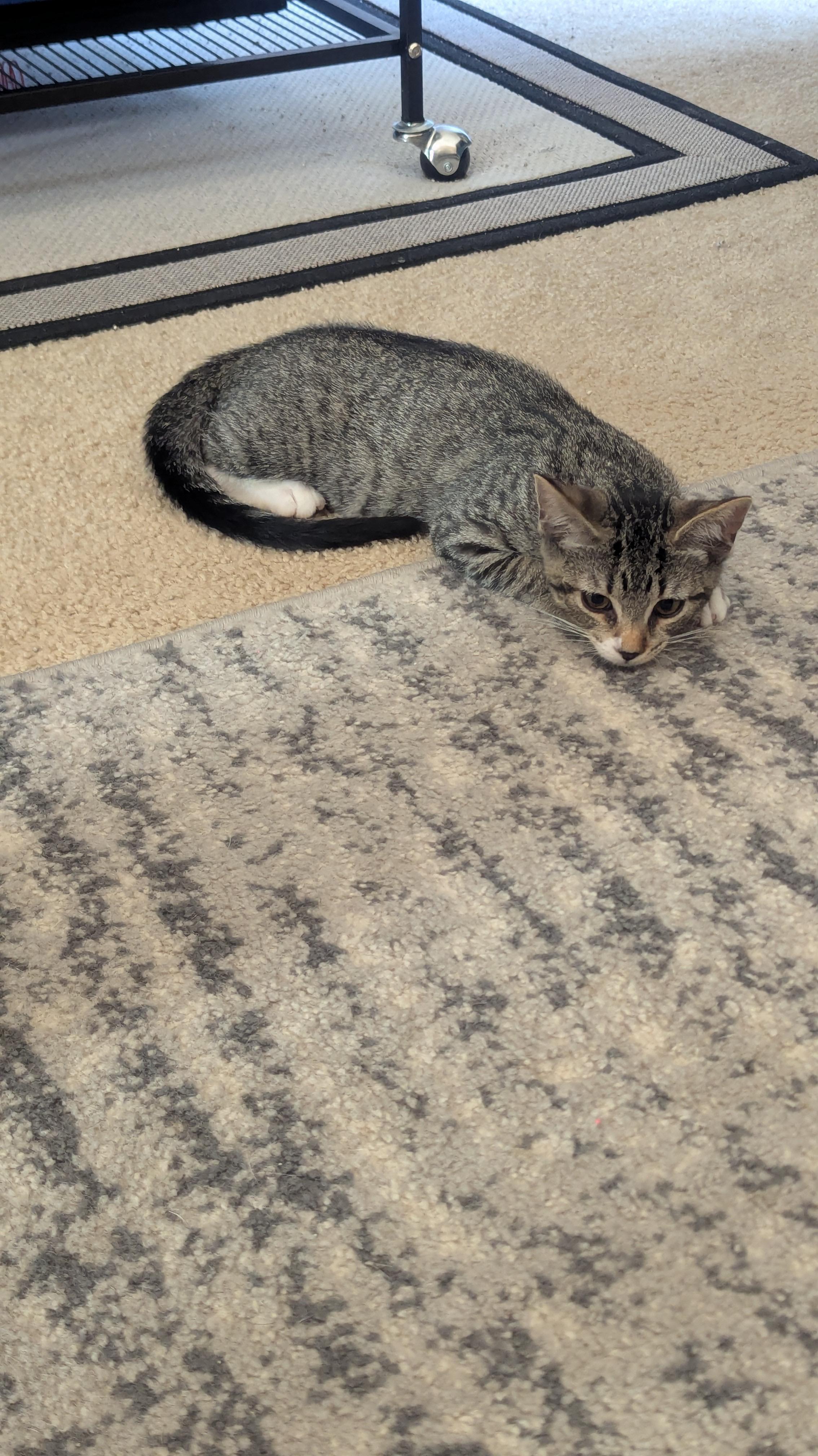 Mallory, a Adopted Domestic Short Hair in Macomb, MI image 6/6