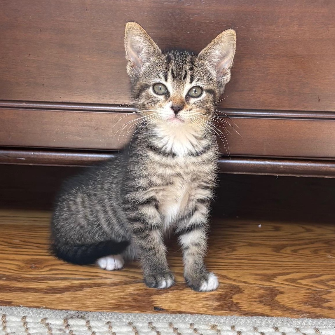 Mallory, a Adopted Domestic Short Hair in Macomb, MI image 5/6