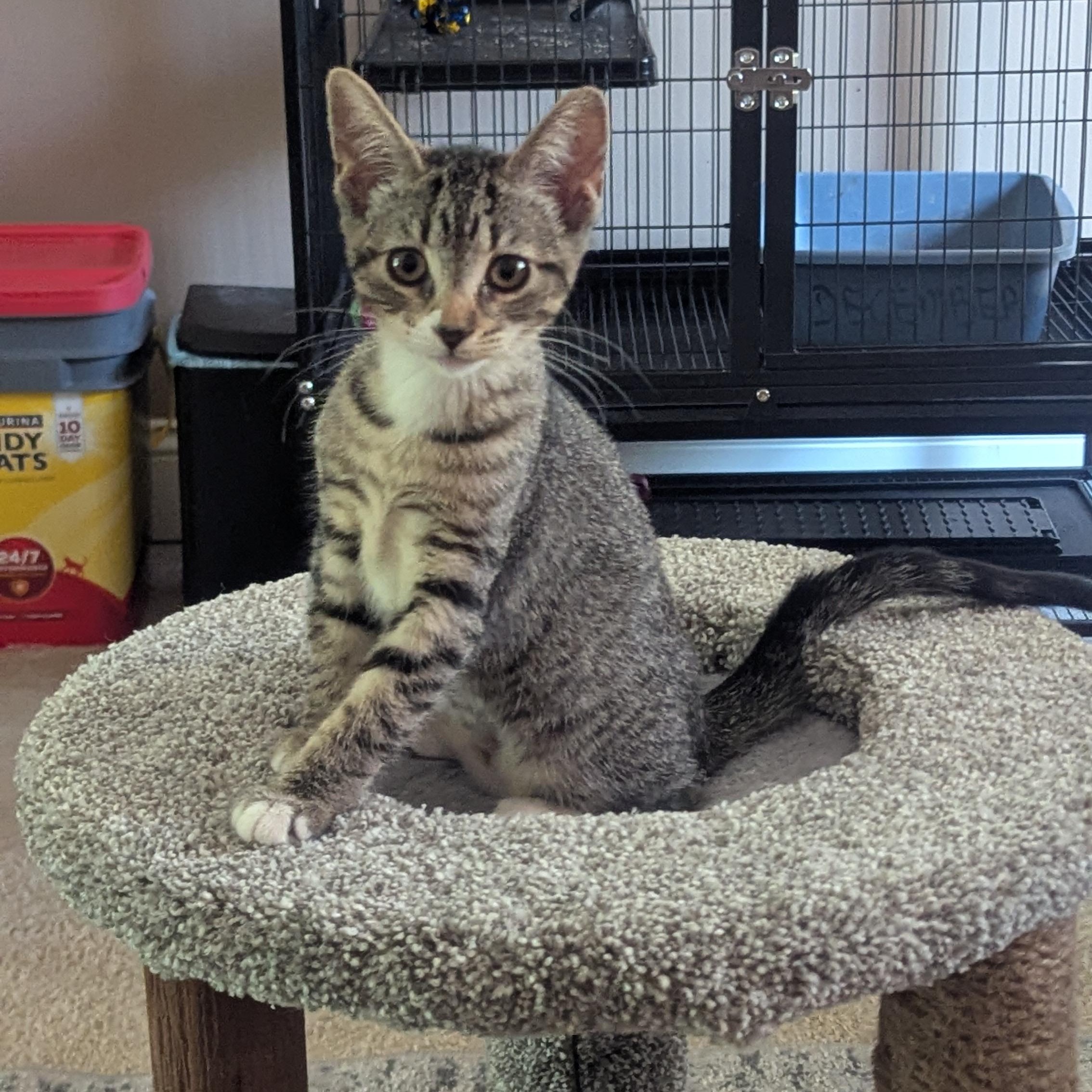 Mallory, Adopted, Kitten Female Domestic Short Hair.