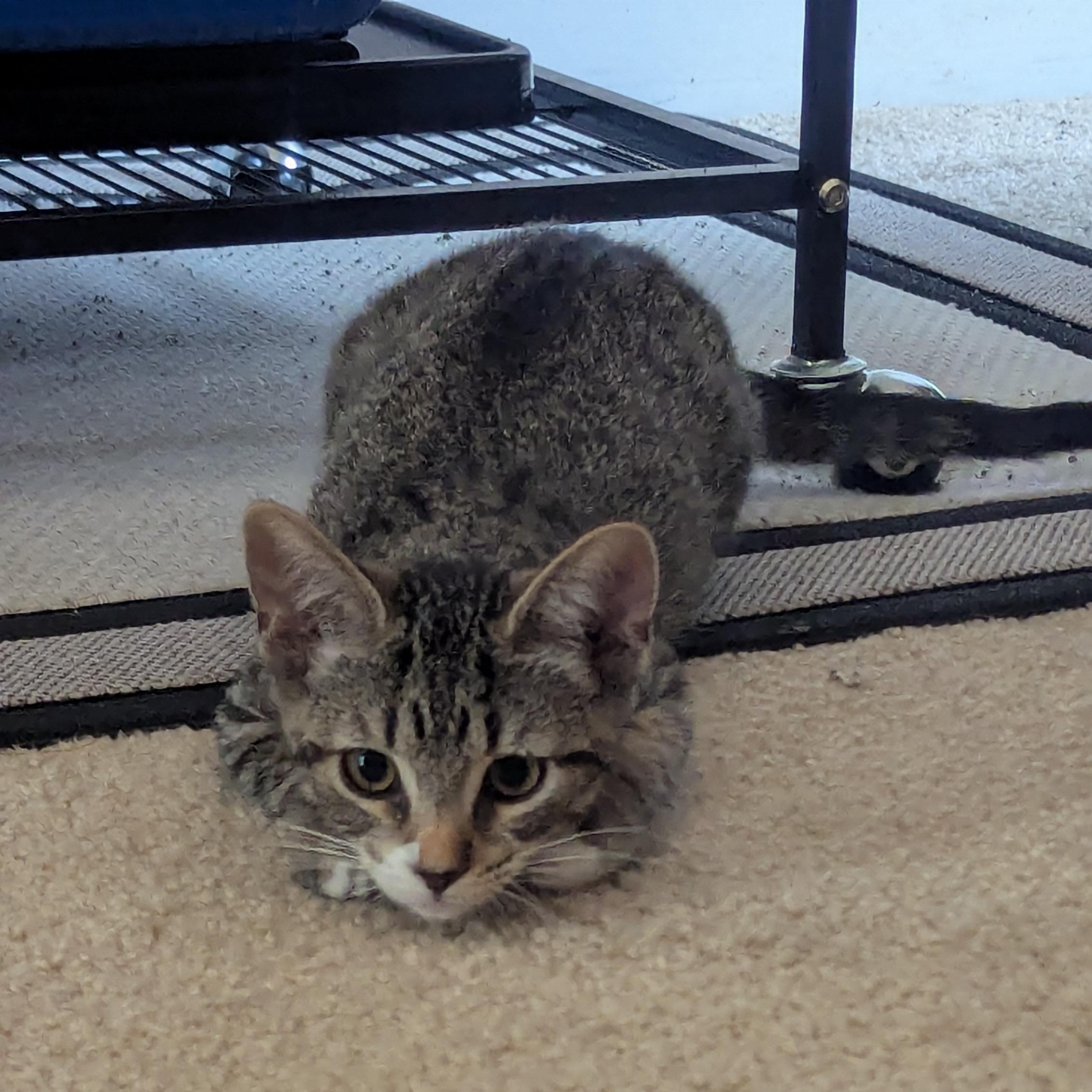 Mallory, a Adopted Domestic Short Hair in Macomb, MI image 3/6