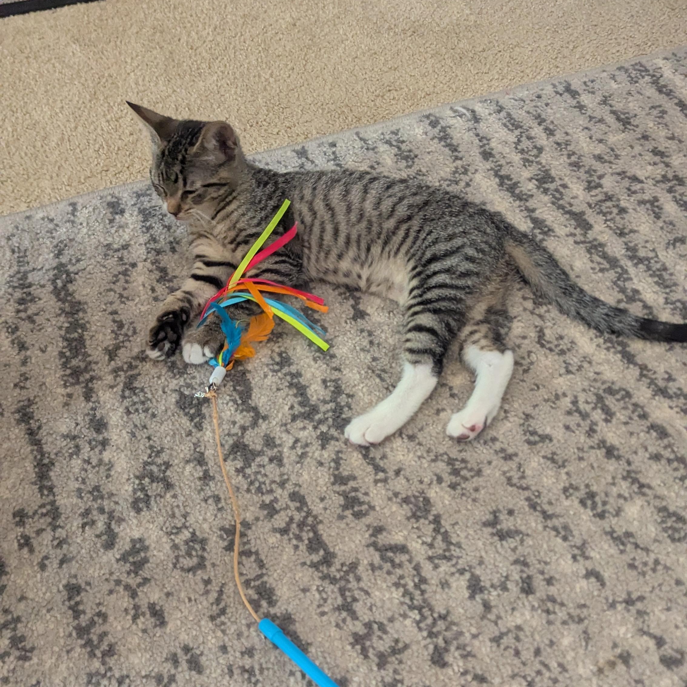 Mallory, a Adopted Domestic Short Hair in Macomb, MI image 4/6