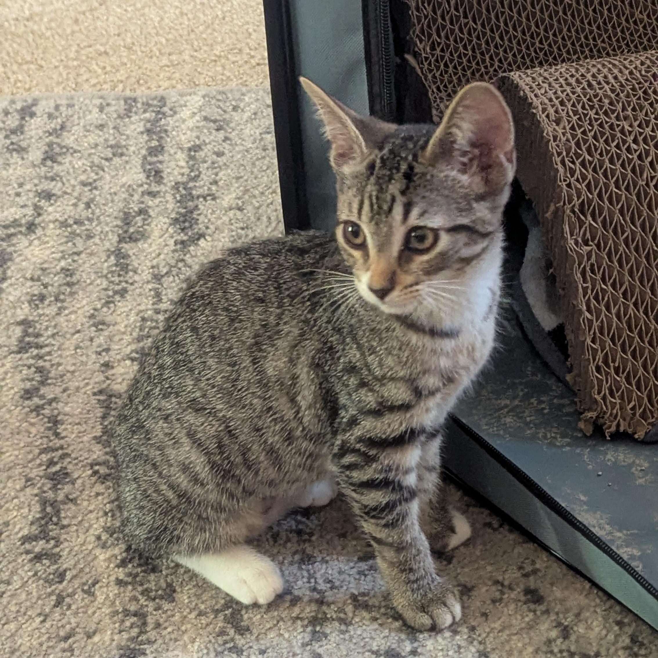 Mallory, a Adopted Domestic Short Hair in Macomb, MI image 2/6