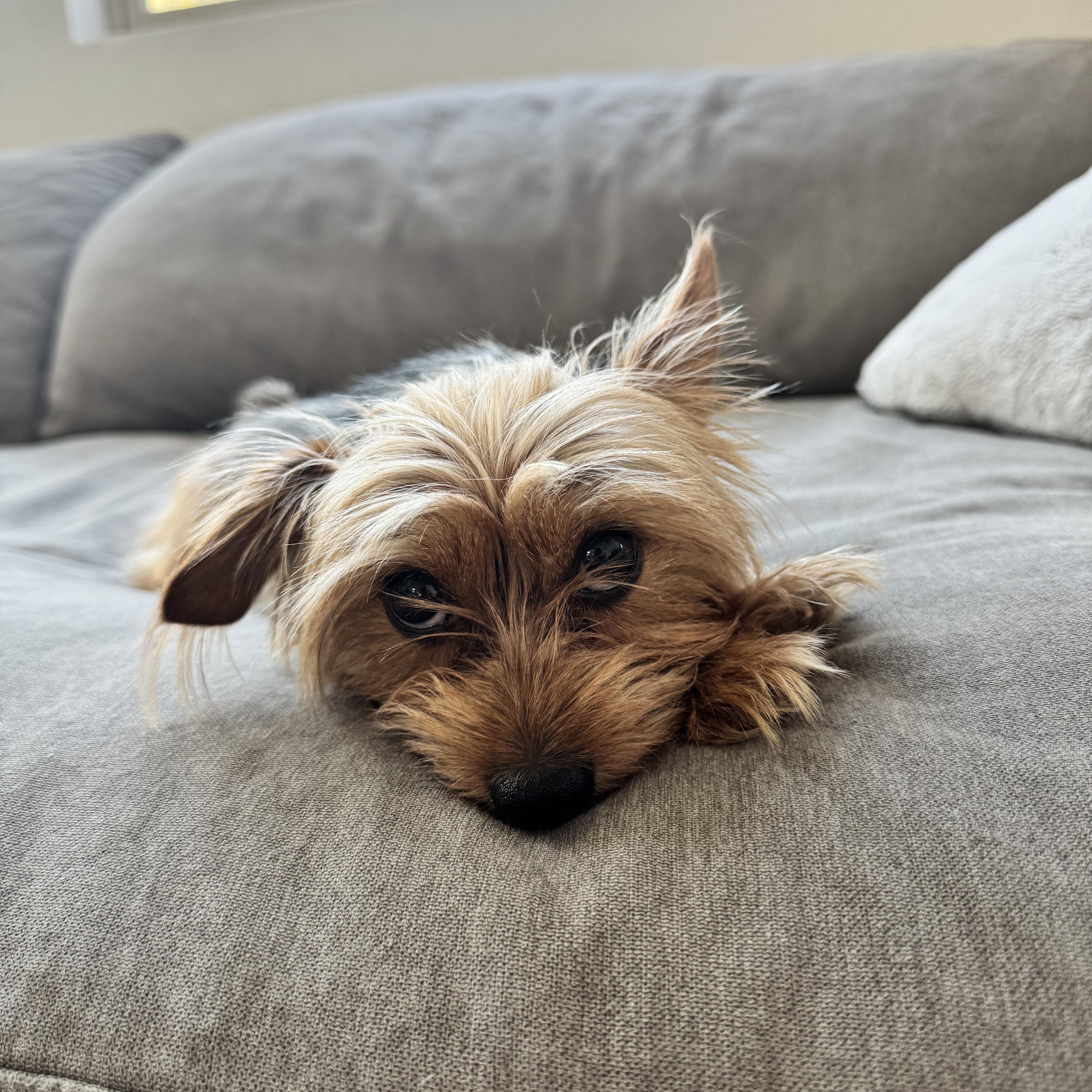 Martian, an adopted Yorkshire Terrier in Las Vegas, NV image 2/5