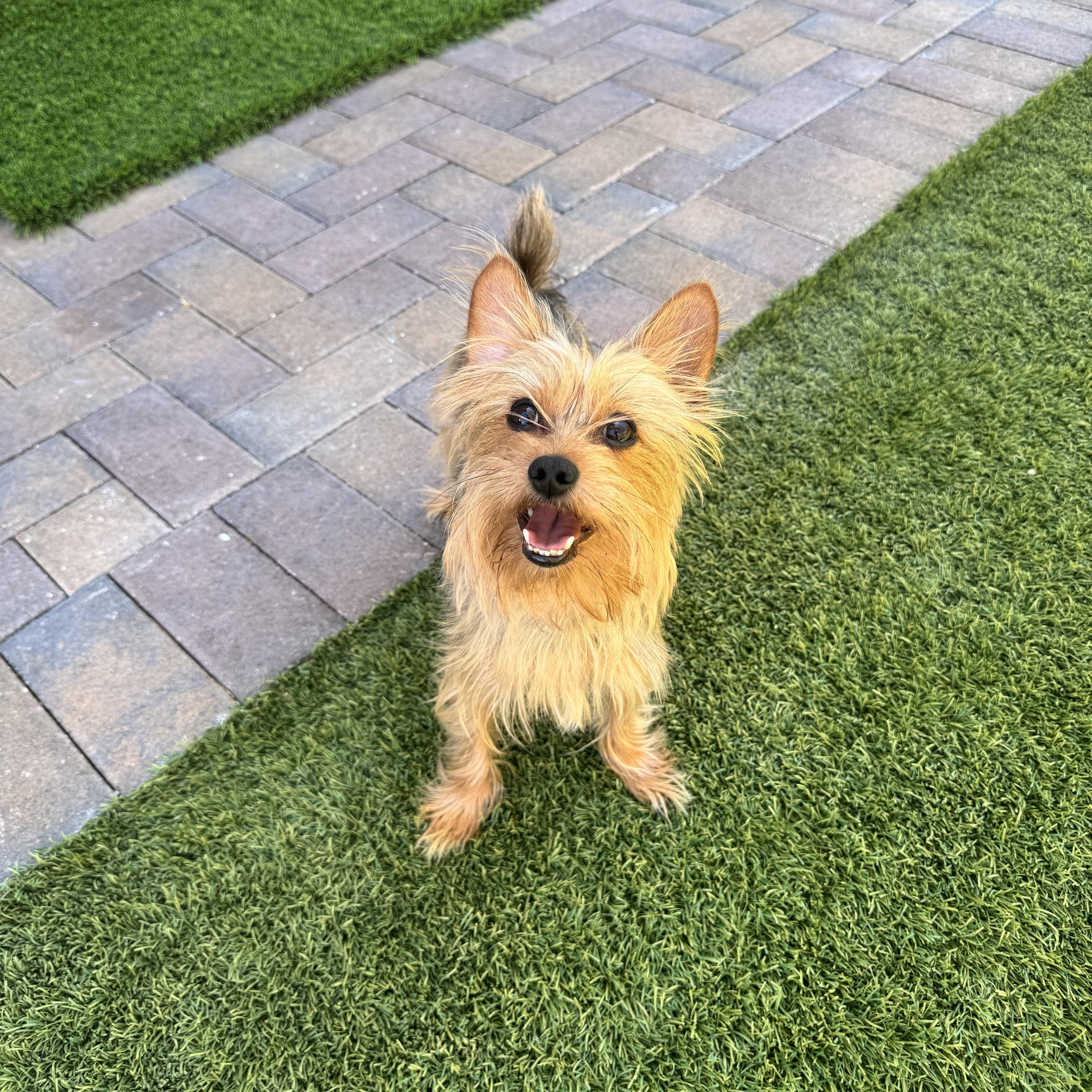 Martian, an adopted Yorkshire Terrier in Las Vegas, NV image 4/5