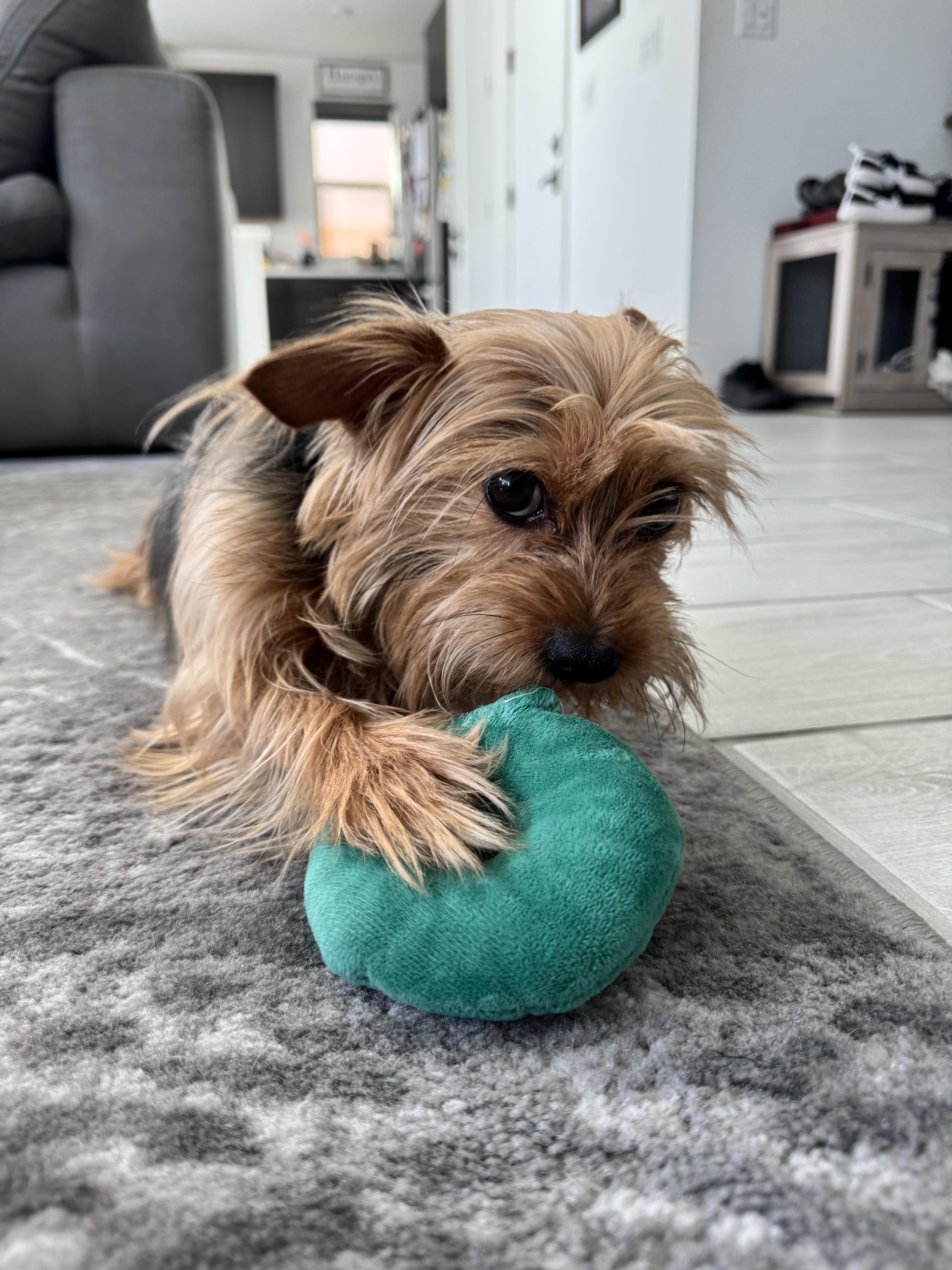 Martian, an adopted Yorkshire Terrier in Las Vegas, NV image 3/5