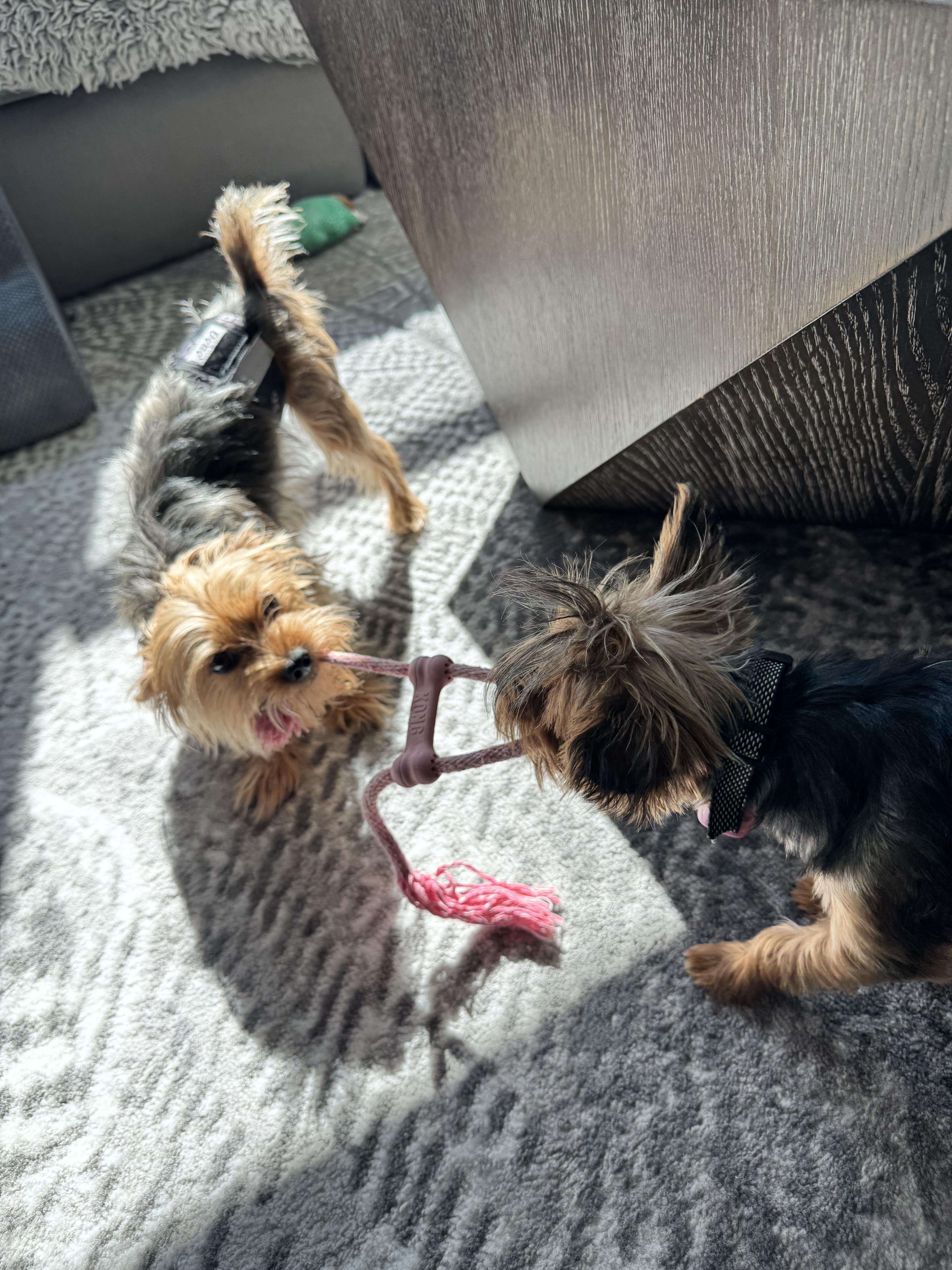 Martian, an adopted Yorkshire Terrier in Las Vegas, NV image 5/5