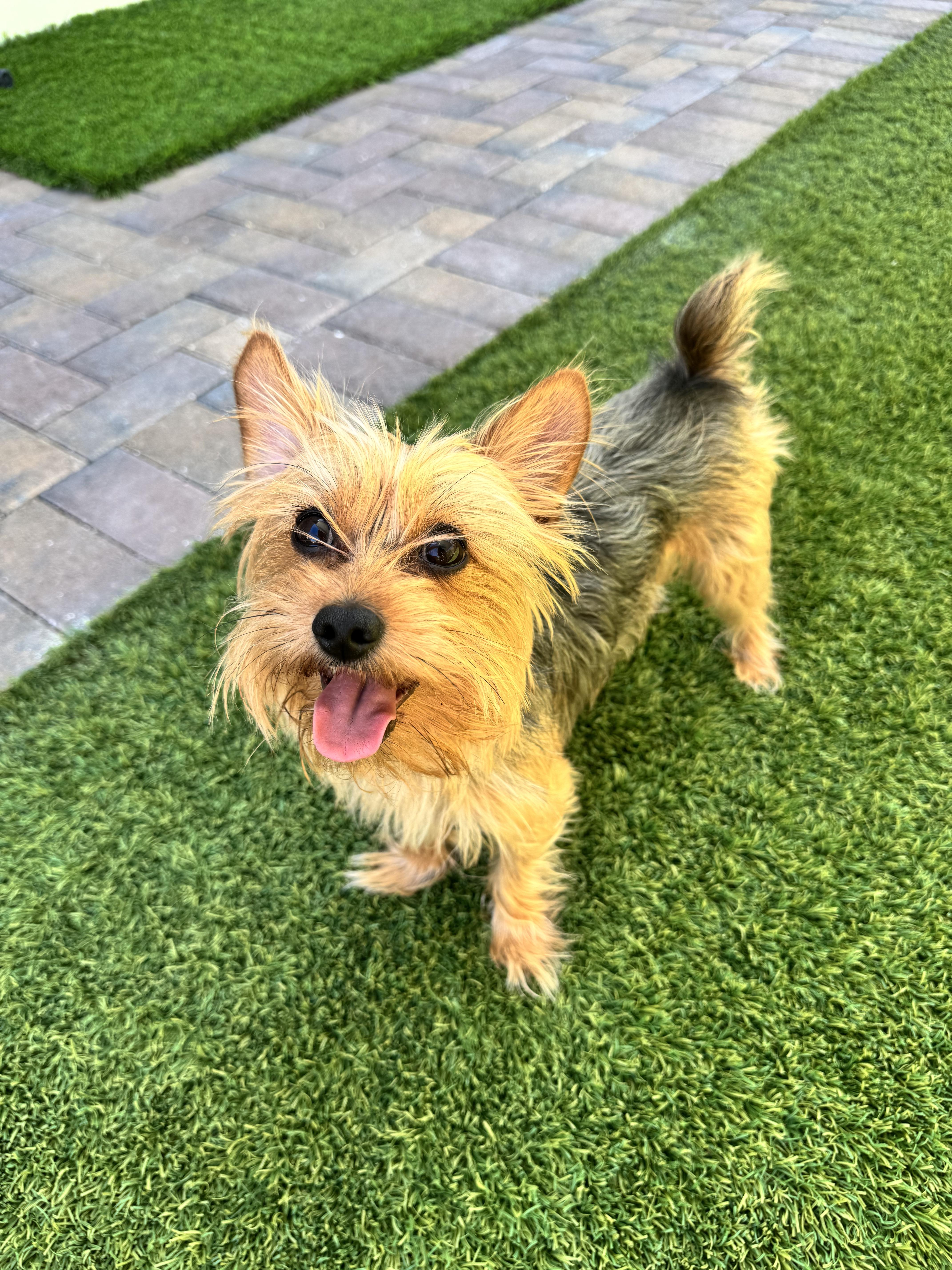 Martian, adopted, Adult Male Yorkshire Terrier.