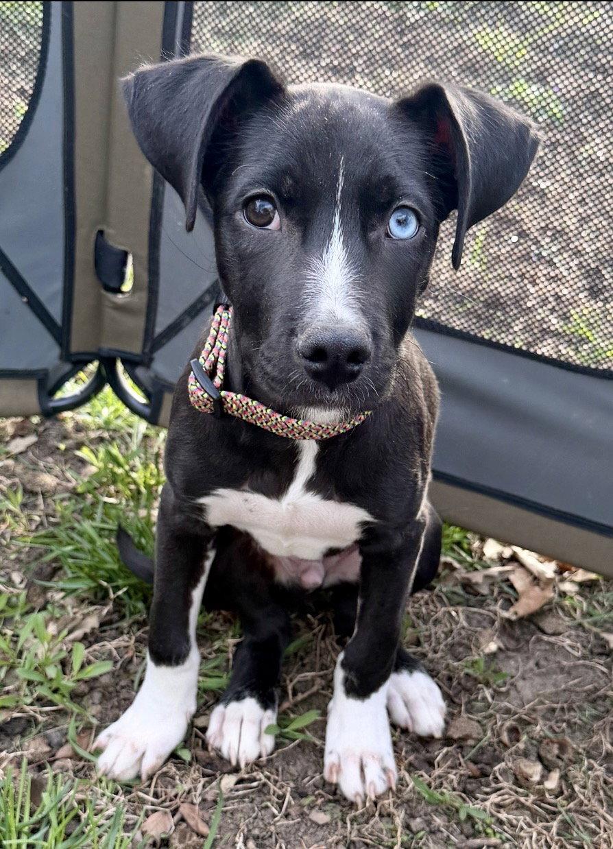 Remi, Adoptable, Puppy Male Husky & Labrador Retriever.