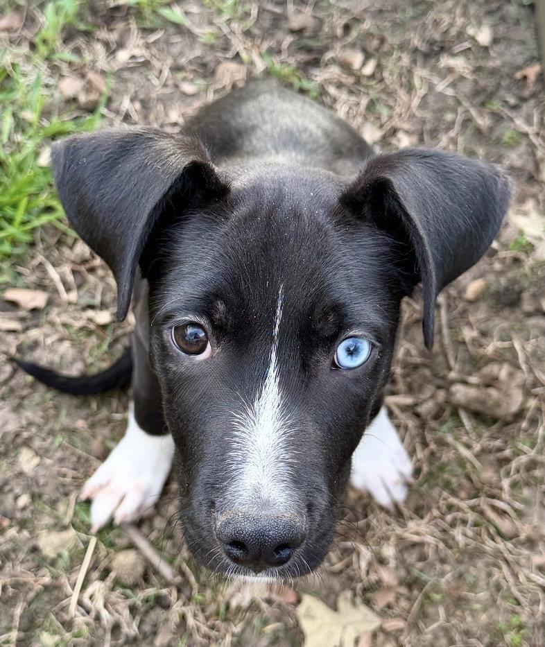 Enlarge Remi, a Adoptable mixed breed in Omaha, NE image 2/3