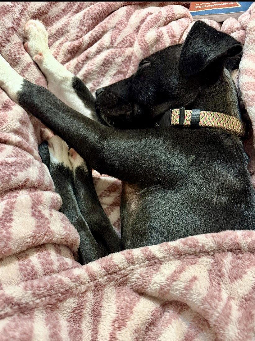 Enlarge Remi, a Adoptable mixed breed in Omaha, NE image 3/3