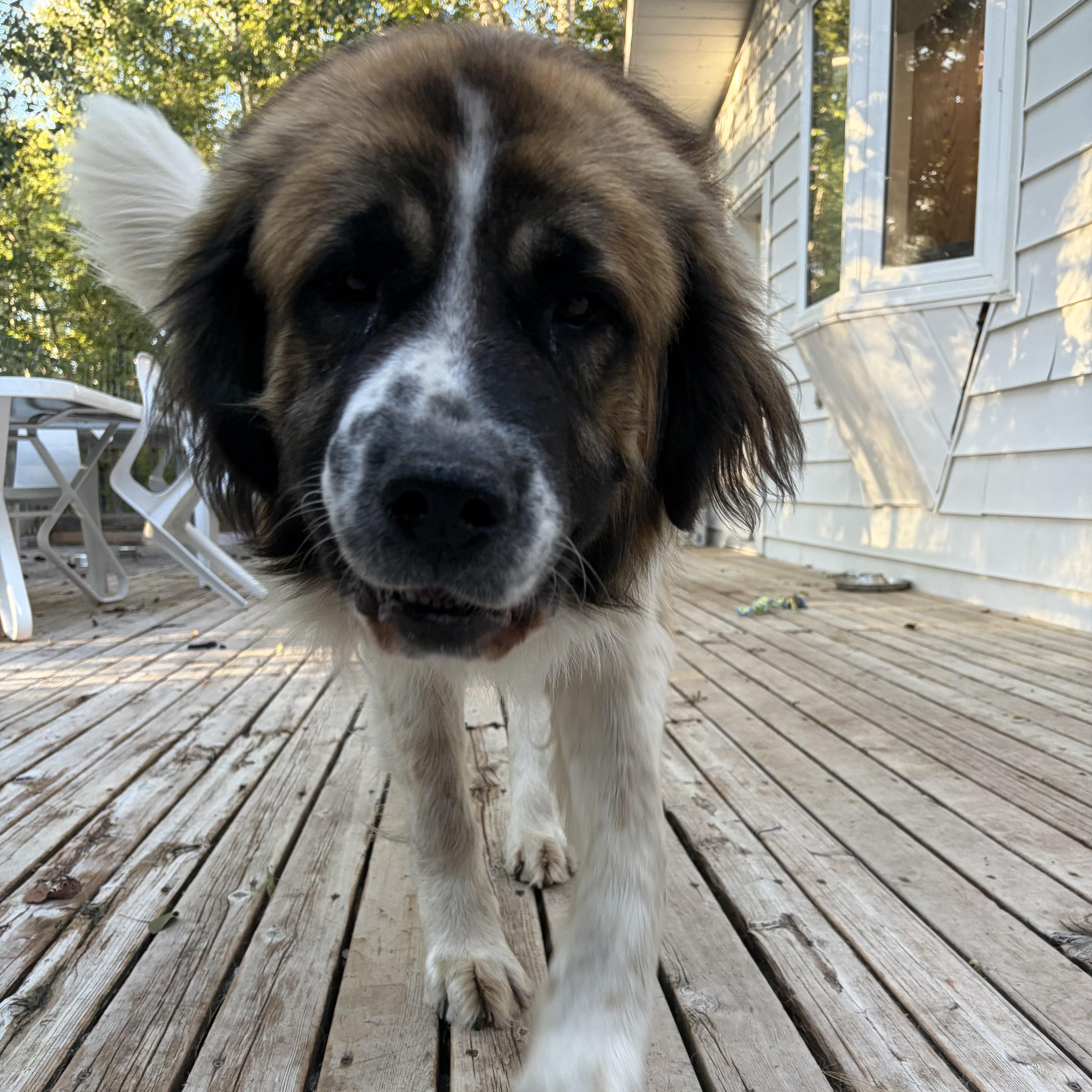 Enlarge Changa, a Adoptable mixed breed in Edmonton, AB image 1/6