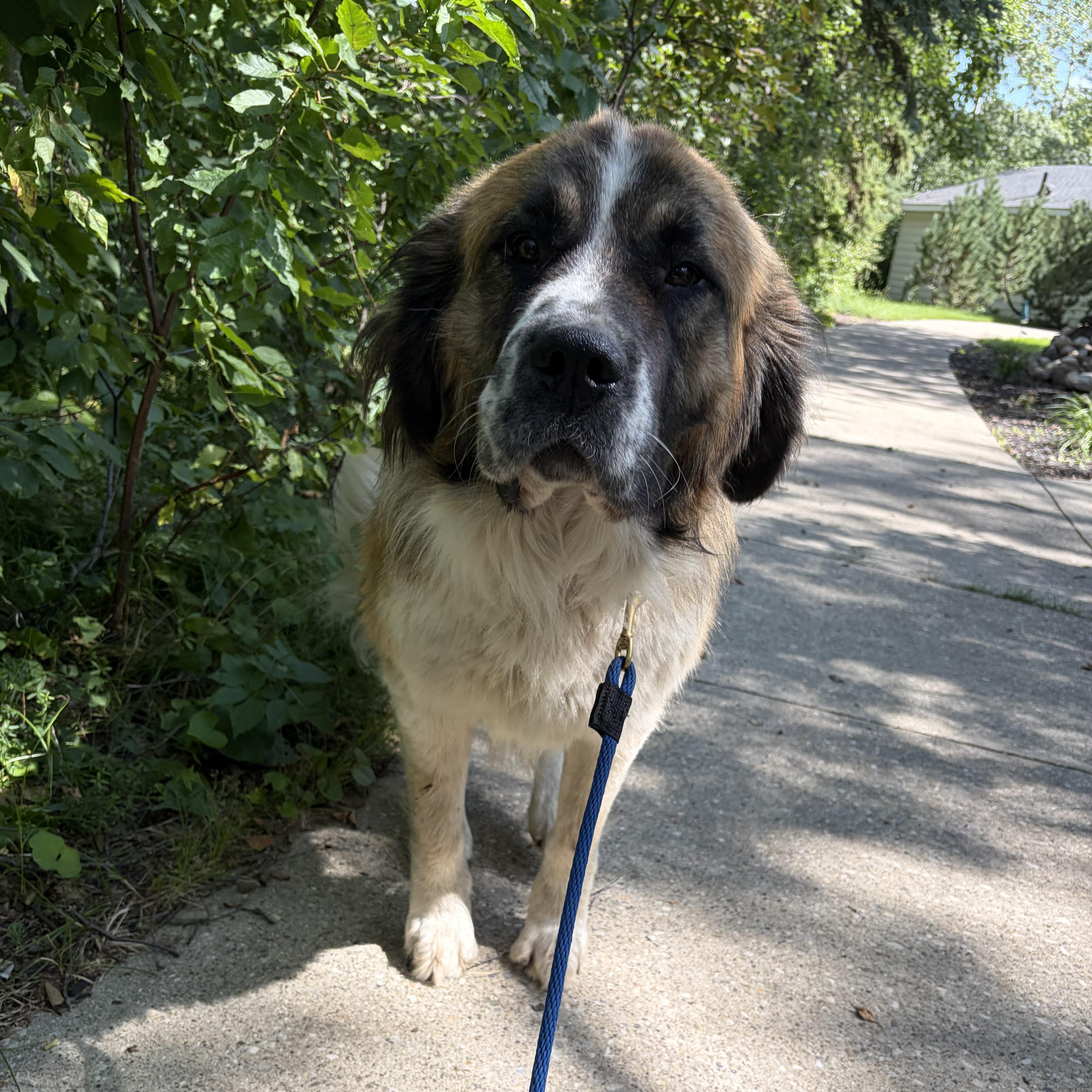 Enlarge Changa, a Adoptable mixed breed in Edmonton, AB image 4/6