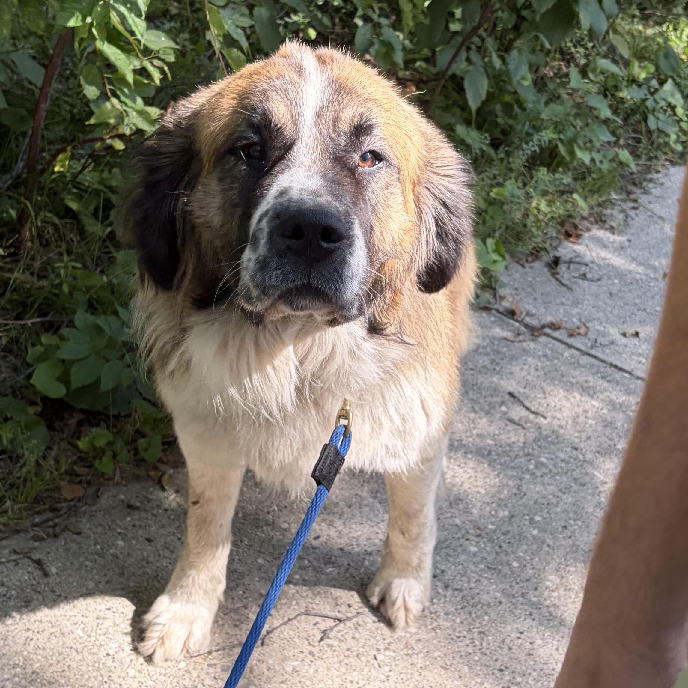 Enlarge Changa, a Adoptable mixed breed in Edmonton, AB image 6/6
