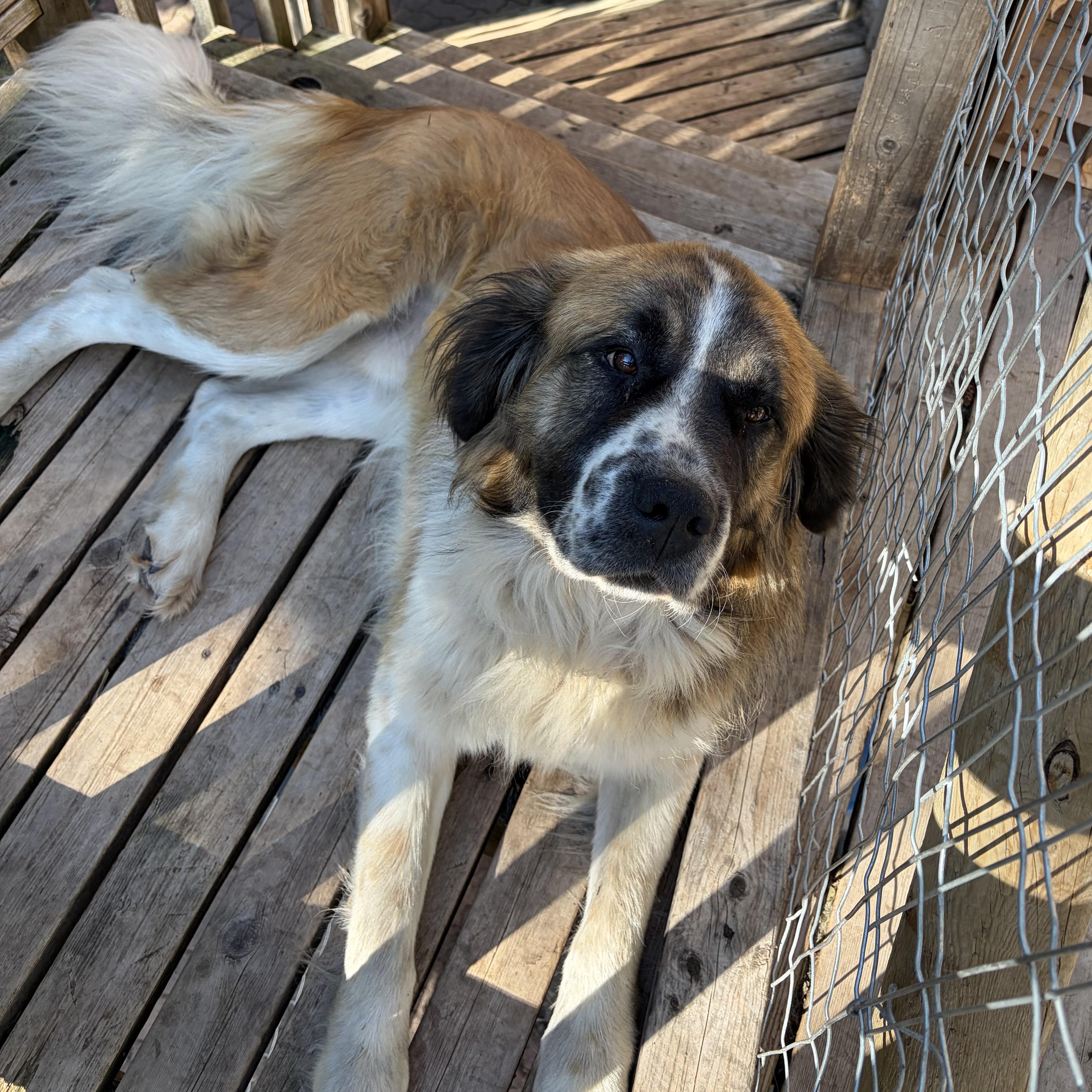 Enlarge Changa, a Adoptable mixed breed in Edmonton, AB image 3/6