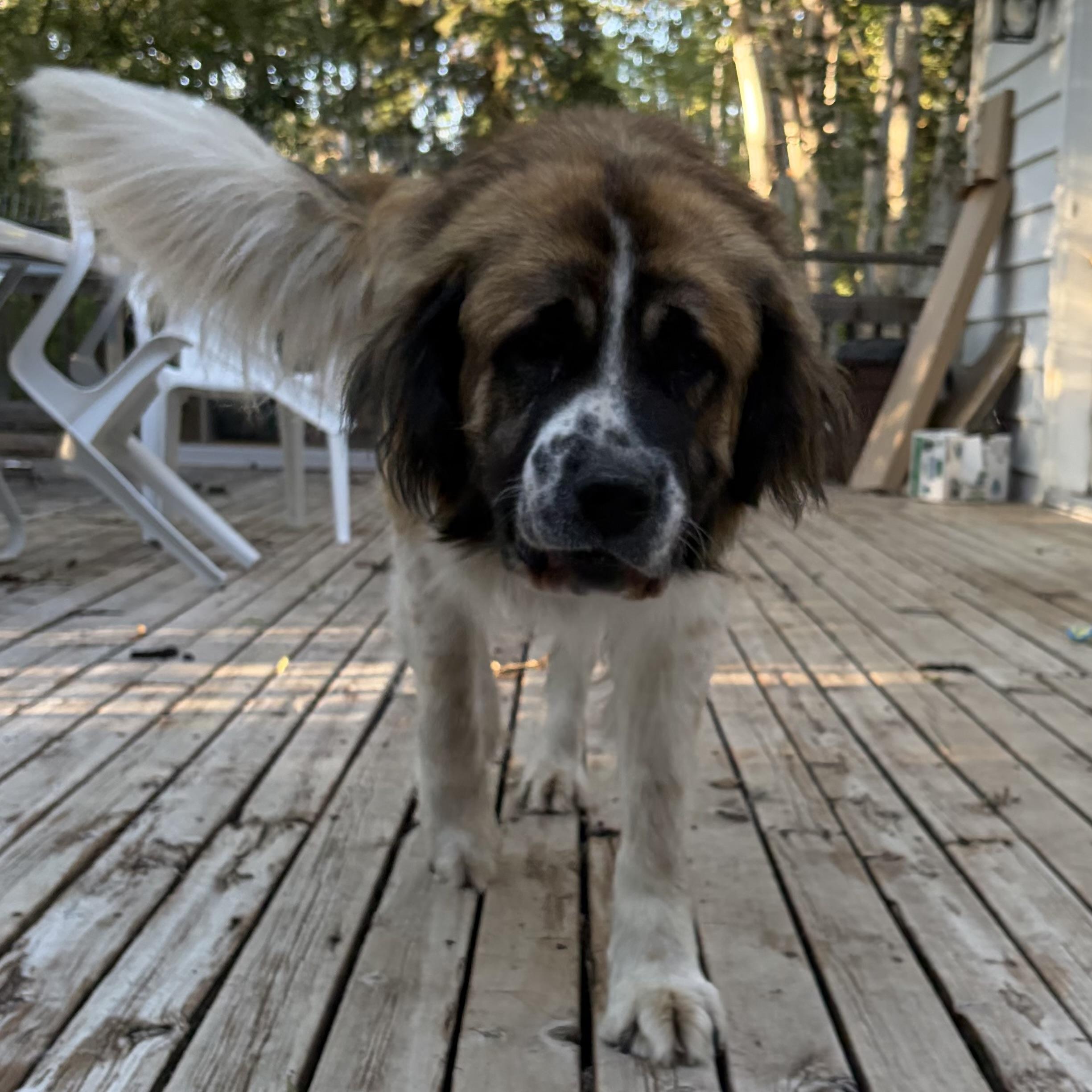 Enlarge Changa, a Adoptable mixed breed in Edmonton, AB image 5/6
