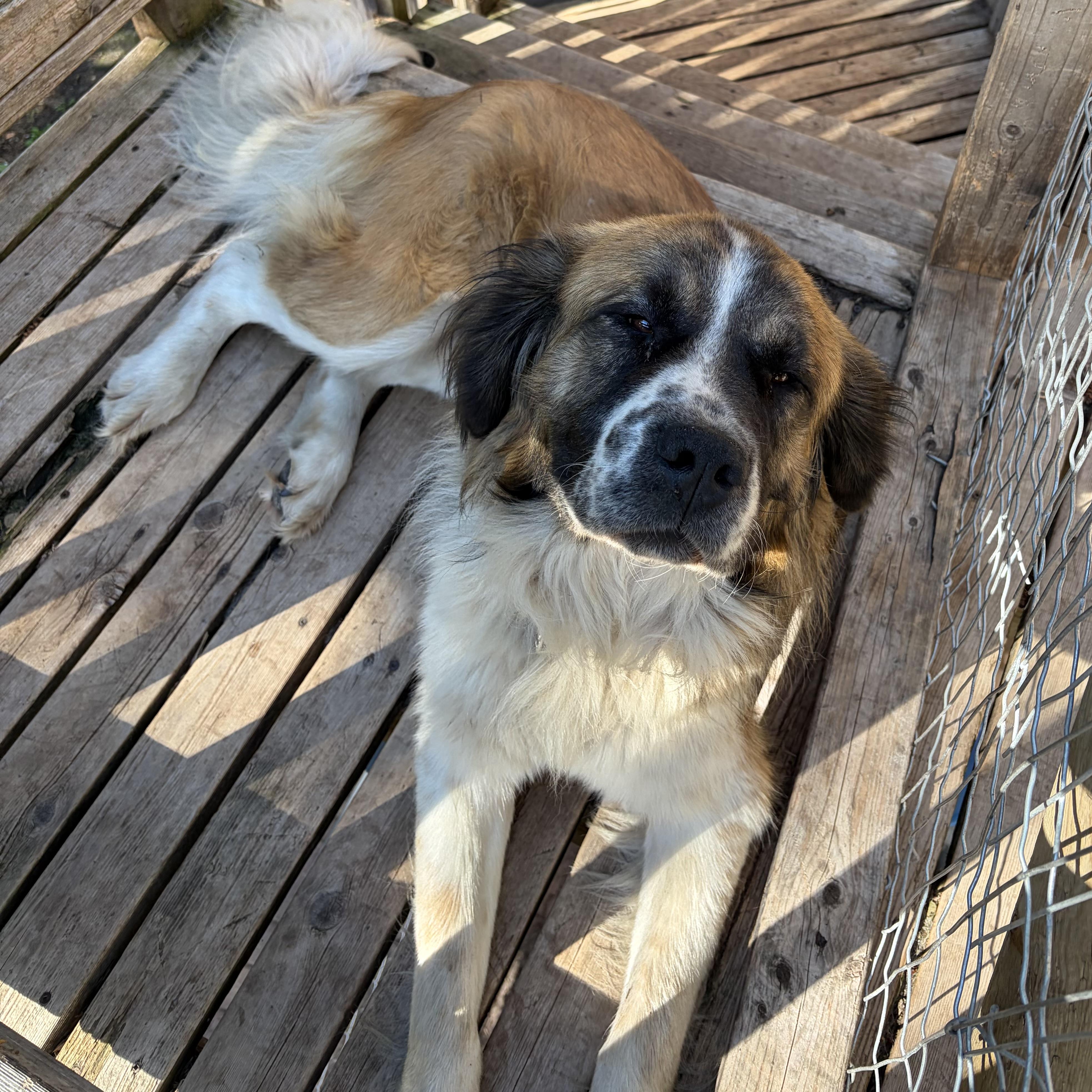 Enlarge Changa, a Adoptable mixed breed in Edmonton, AB image 2/6