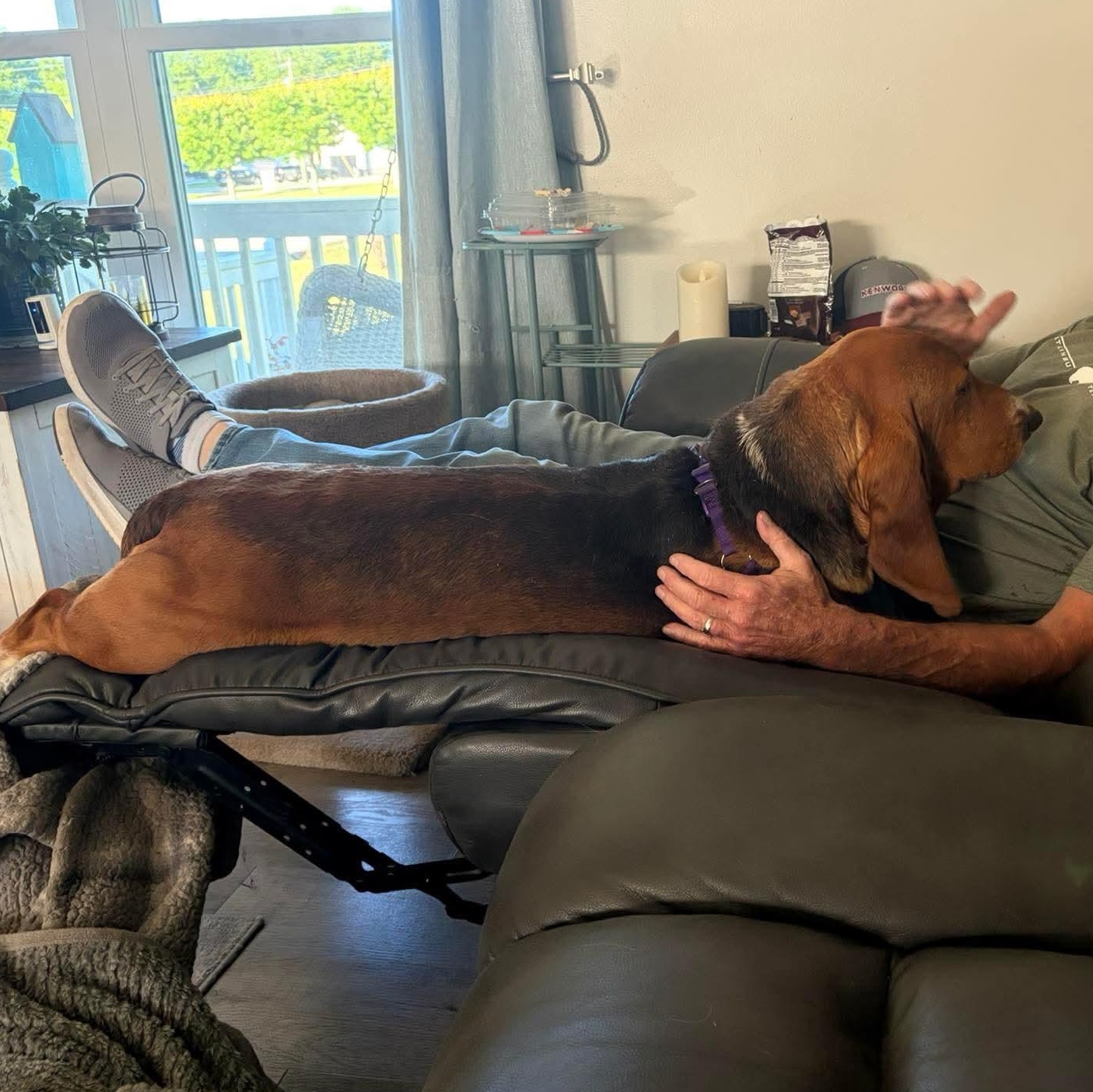Helga, an adopted Basset Hound in Knoxville, TN image 3/3