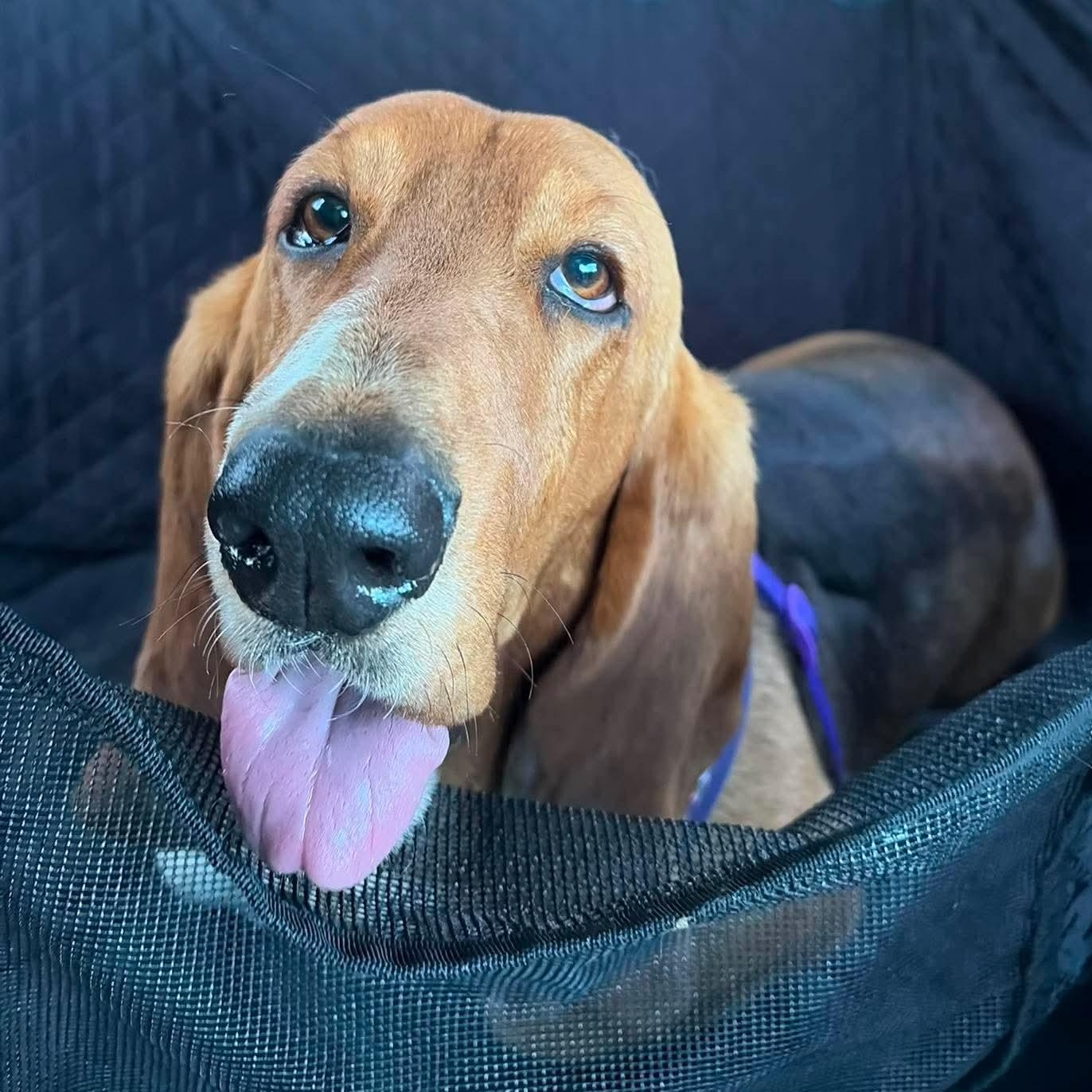 Helga, adopted, Adult Female Basset Hound.