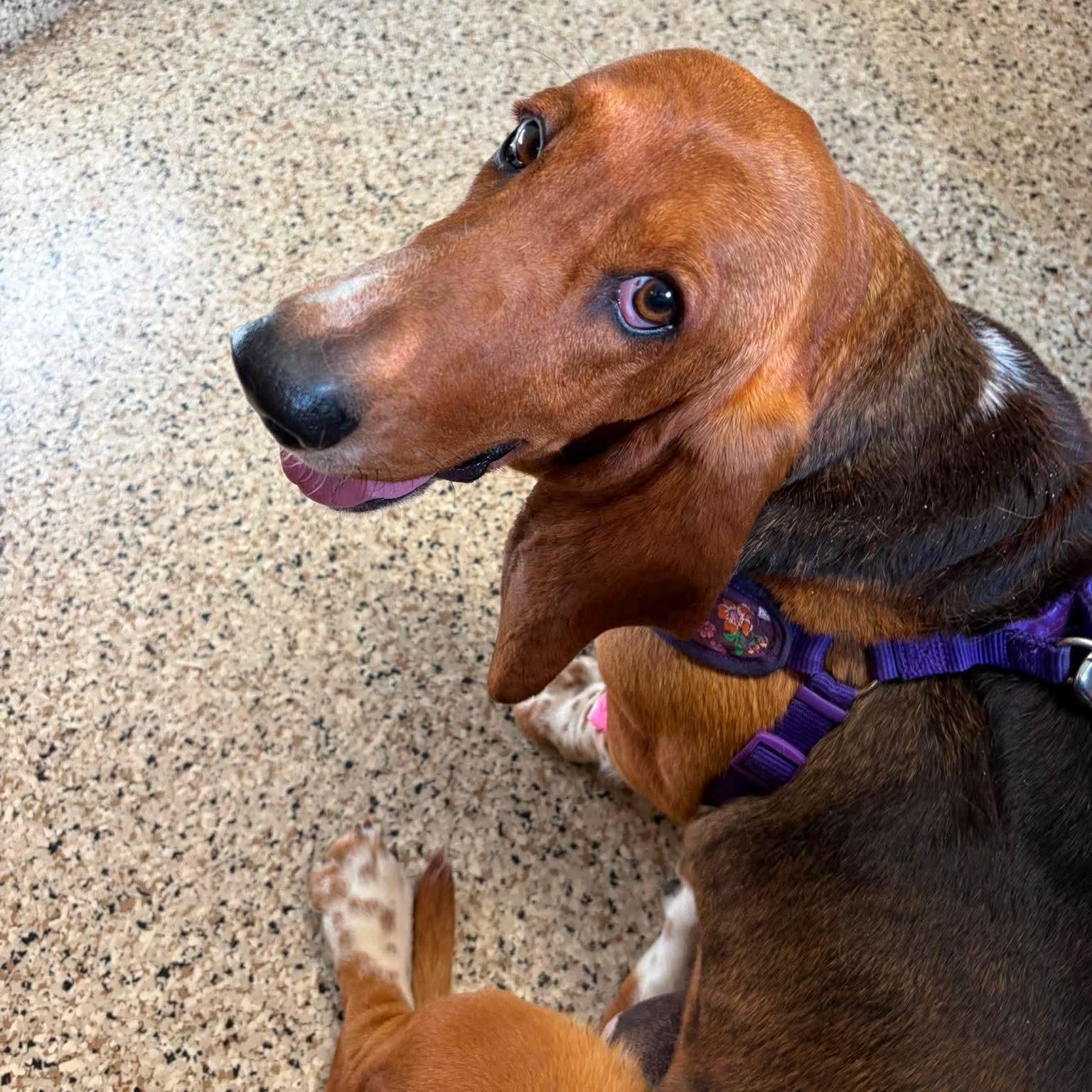 Helga, an adopted Basset Hound in Knoxville, TN image 2/3