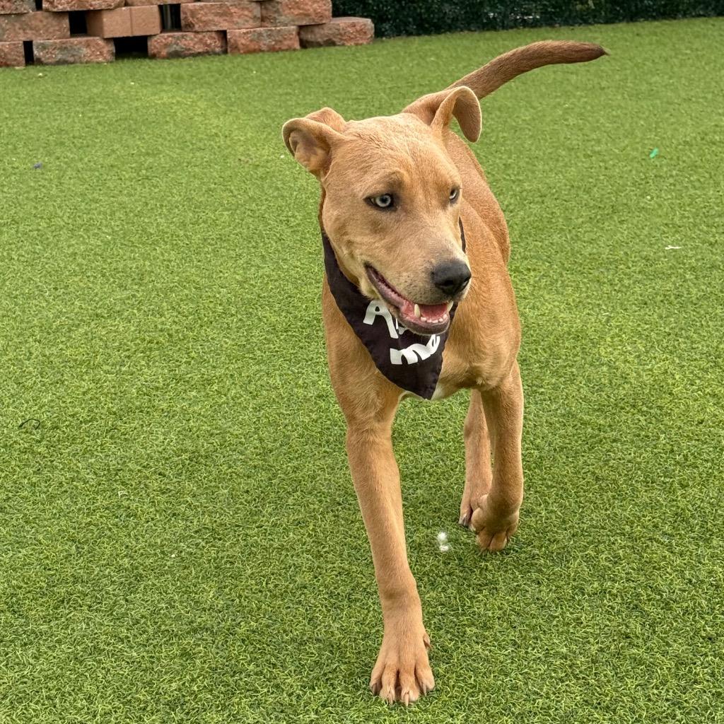 Enlarge Mitchell, a Adopted Mixed Breed in Little Rock, AR image 1/6