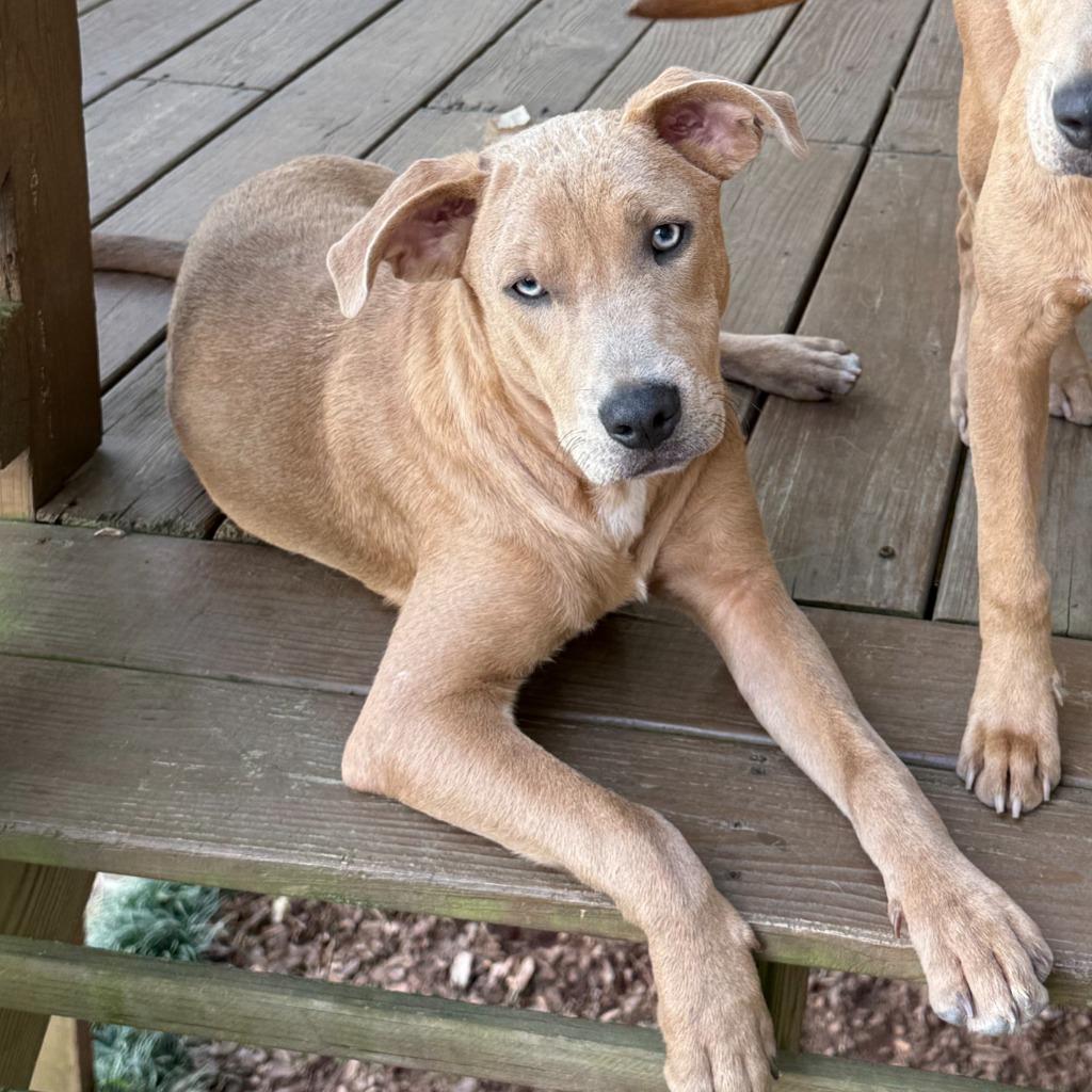 Enlarge Mitchell, a Adopted Mixed Breed in Little Rock, AR image 2/6