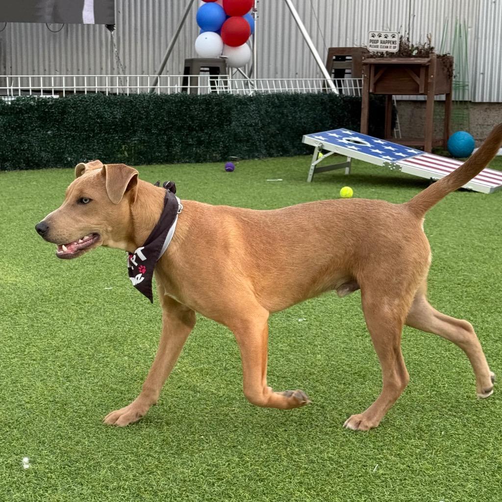 Enlarge Mitchell, a Adopted Mixed Breed in Little Rock, AR image 3/6