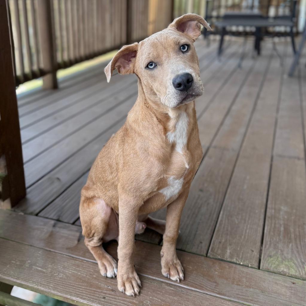 Enlarge Mitchell, a Adopted Mixed Breed in Little Rock, AR image 4/6
