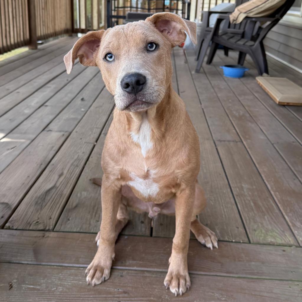Enlarge Mitchell, a Adopted Mixed Breed in Little Rock, AR image 5/6