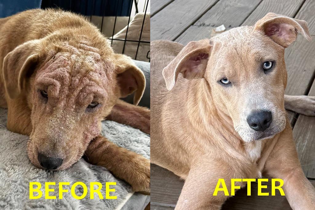 Enlarge Mitchell, a Adopted Mixed Breed in Little Rock, AR image 6/6
