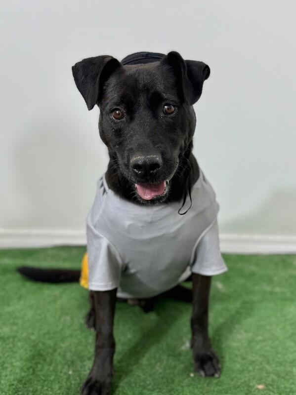 Jim, Adoptable, Young Male Black Labrador Retriever & Pit Bull Terrier.