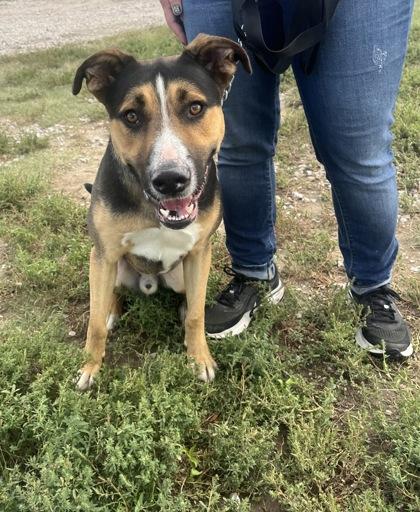 Enlarge Wolfie, a Adoptable mixed breed in McCook, NE image 1/3