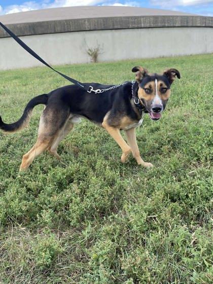 Enlarge Wolfie, a Adoptable mixed breed in McCook, NE image 2/4
