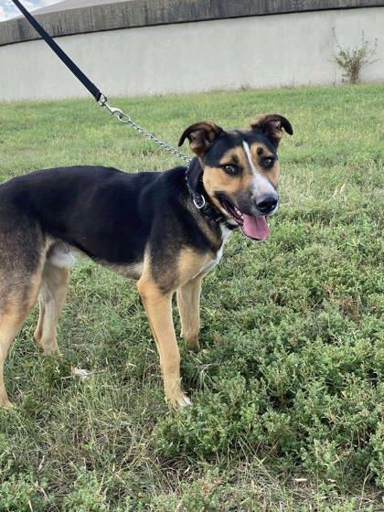 Enlarge Wolfie, a Adoptable mixed breed in McCook, NE image 1/3