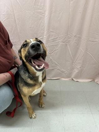 Wolfie, Adoptable, Adult Male German Shepherd Dog & Pit Bull Terrier.