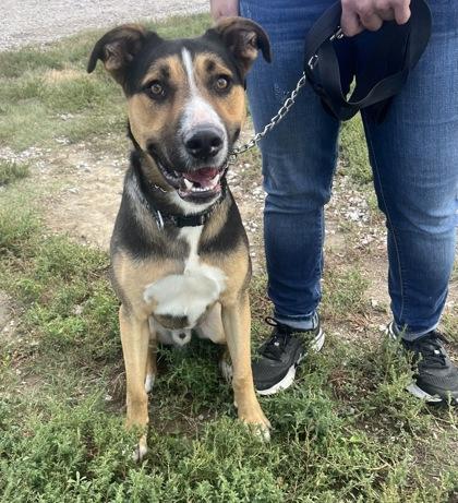 Enlarge Wolfie, a Adoptable mixed breed in McCook, NE image 3/3