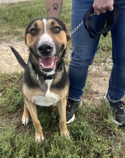 Wolfie, Adoptable, Puppy Male German Shepherd Dog & Pit Bull Terrier.