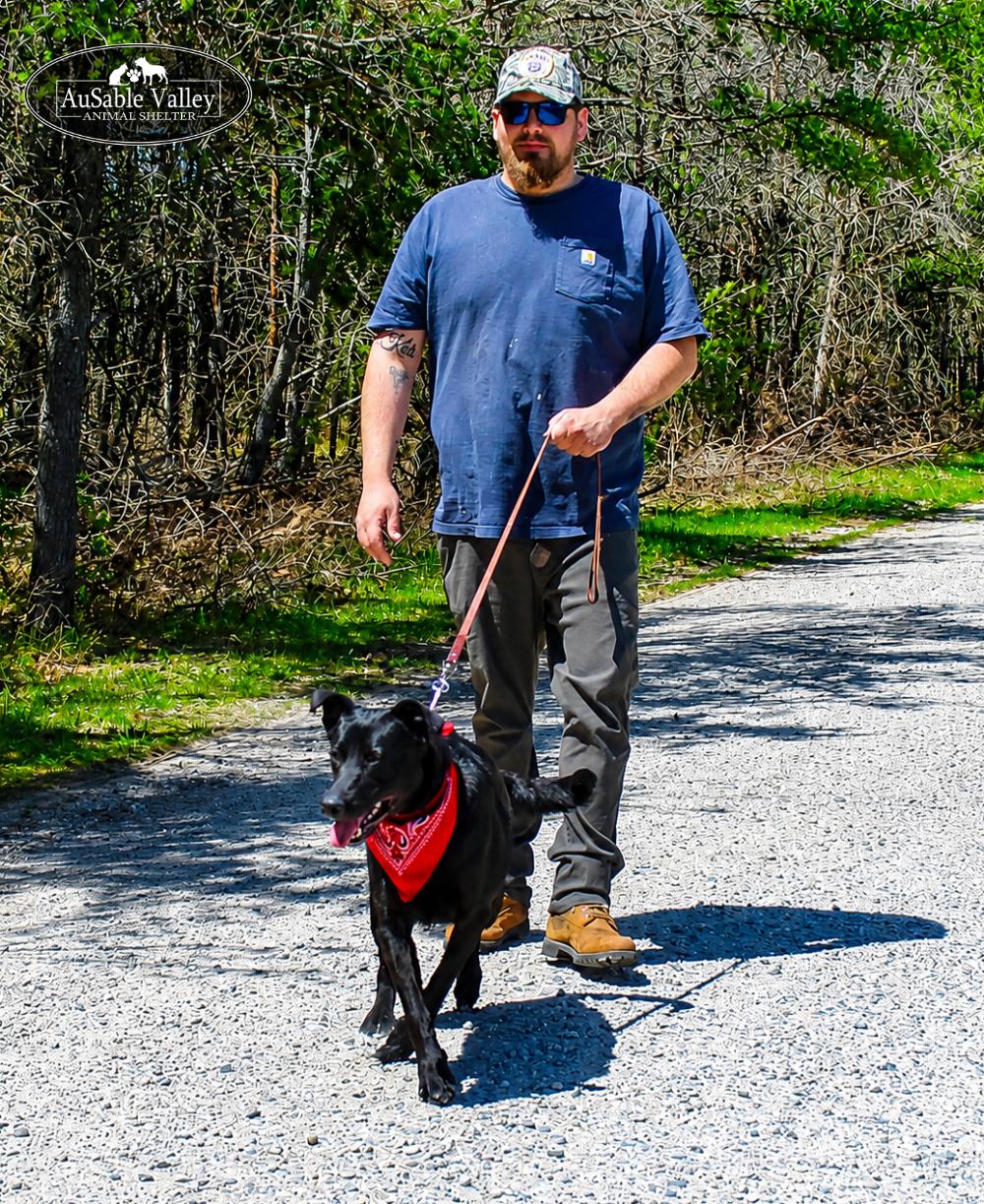 Milo, a ADOPTABLE Mixed Breed in Grayling, MI image 2/6