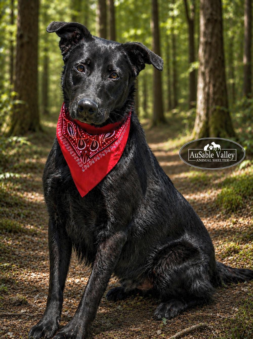 Milo, a ADOPTABLE Mixed Breed in Grayling, MI image 3/6