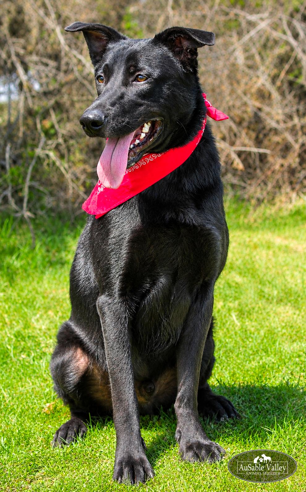 Milo, a ADOPTABLE Mixed Breed in Grayling, MI image 5/6