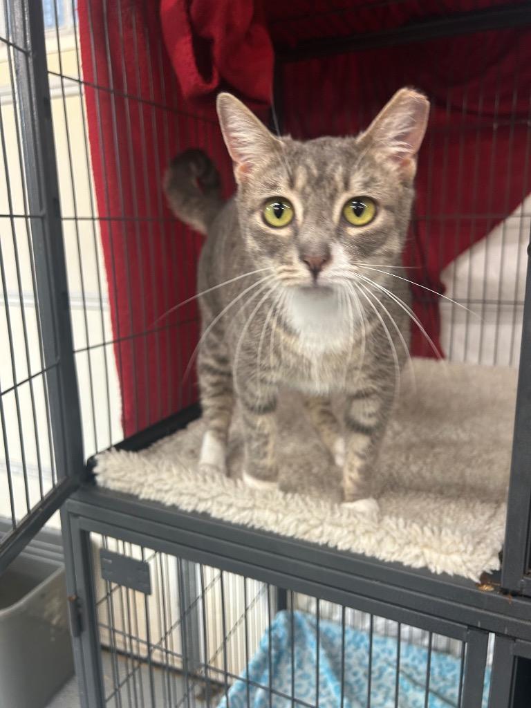 Astoria, Adoptable, Young Female Domestic Short Hair & American Bobtail.