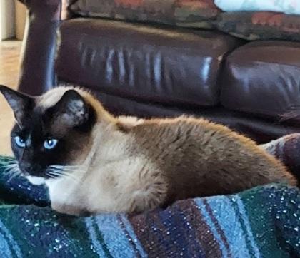 Yuri, Adoptable, Senior Male Siamese & Domestic Short Hair.