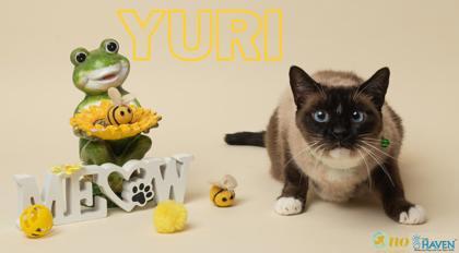Enlarge Yuri, a Adoptable mixed breed in Fairhope, AL image 2/2